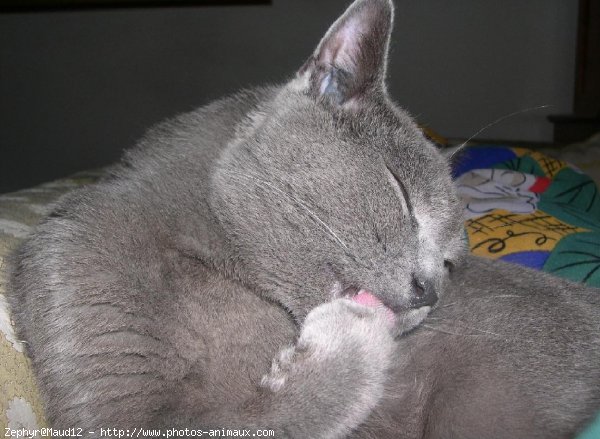 Photo de Chartreux