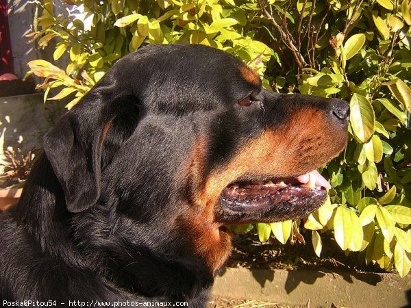 Photo de Rottweiler