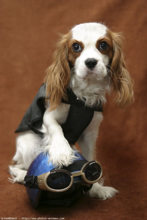 Photo de Cavalier king charles spaniel