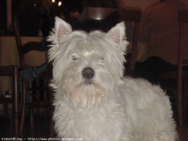 Photo de West highland white terrier