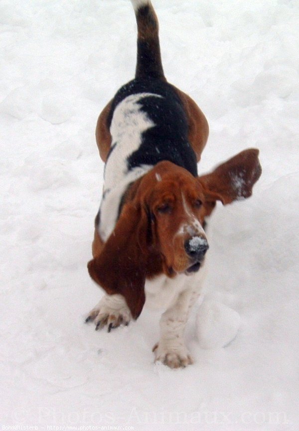 Photo de Basset hound