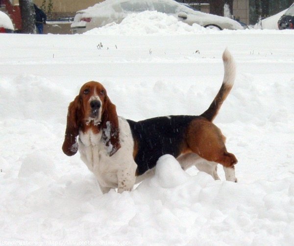 Photo de Basset hound