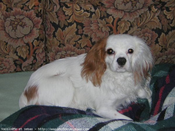 Photo de Cavalier king charles spaniel