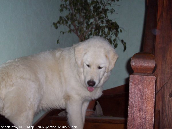 Photo de Chien de berger des tatras