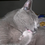 Photo de Chartreux