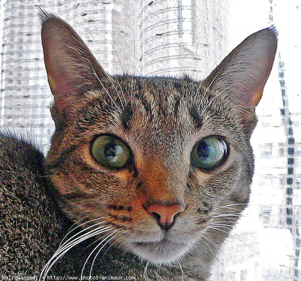 Photo d'Ocicat