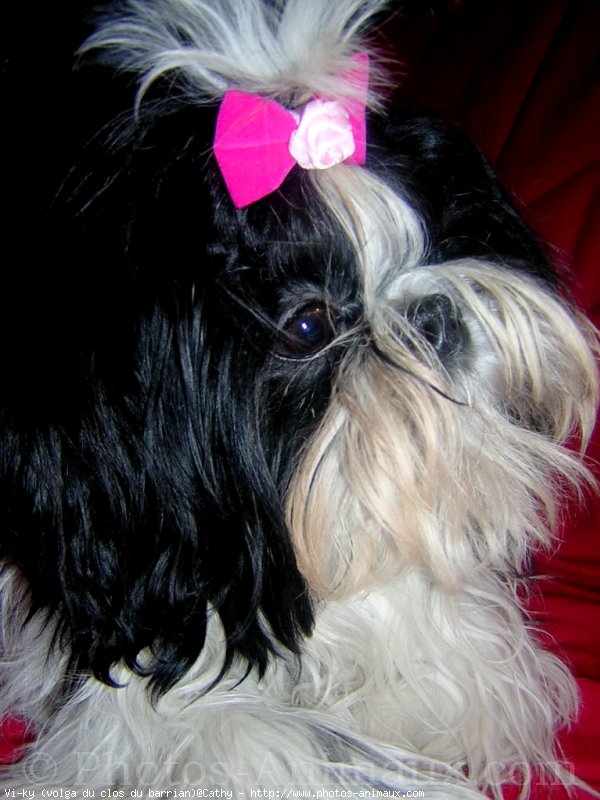 Photo de Shih tzu