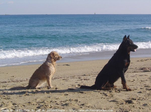 Photo de Golden retriever