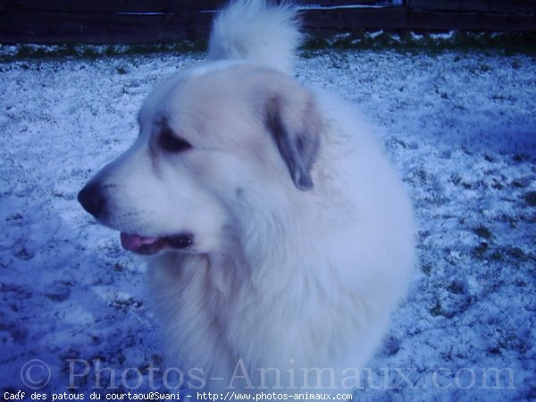 Photo de Chien de montagne des pyrnes