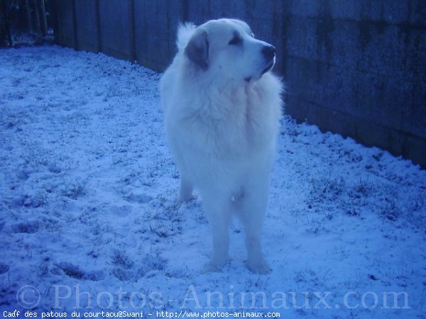 Photo de Chien de montagne des pyrnes