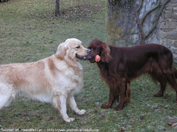 Photo de Golden retriever