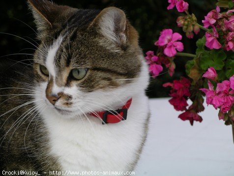 Photo de Chat domestique