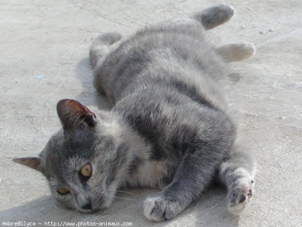 Photo de Chat domestique