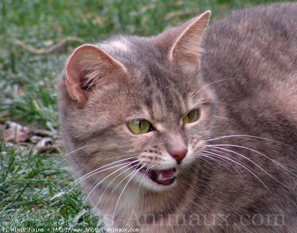 Photo de Chat domestique