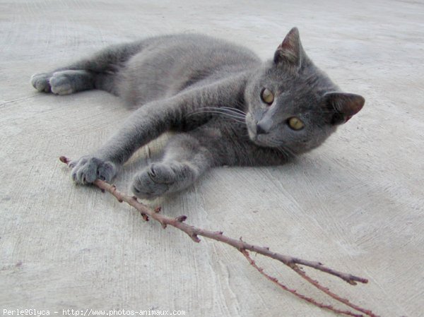 Photo de Chat domestique