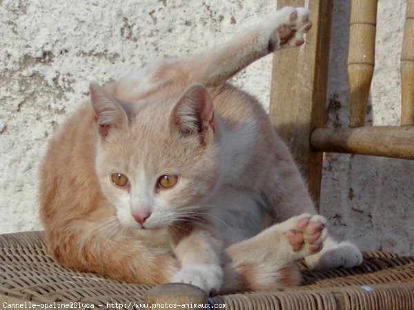 Photo de Chat domestique