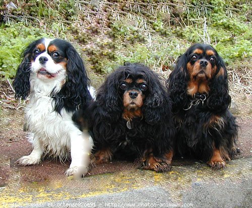 Photo de Cavalier king charles spaniel