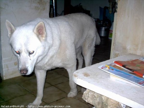 Photo de Husky siberien