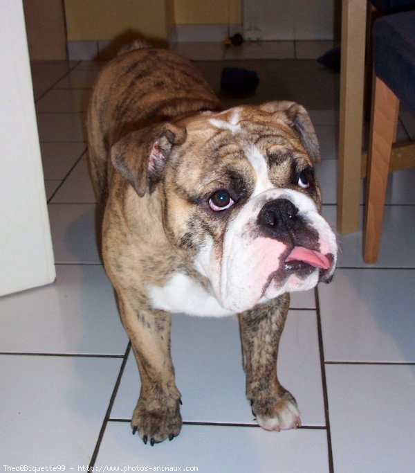 Photo de Bulldog