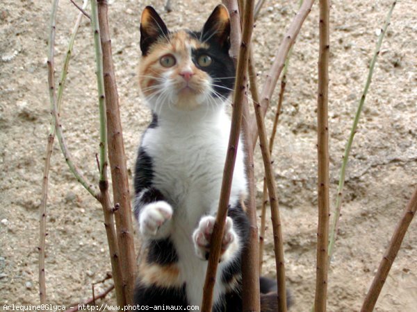 Photo de Chat domestique