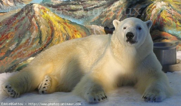 Photo d'Ours