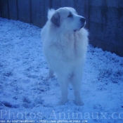 Photo de Chien de montagne des pyrnes