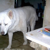 Photo de Husky siberien