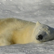 Photo d'Ours