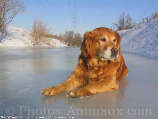 Photo de Golden retriever