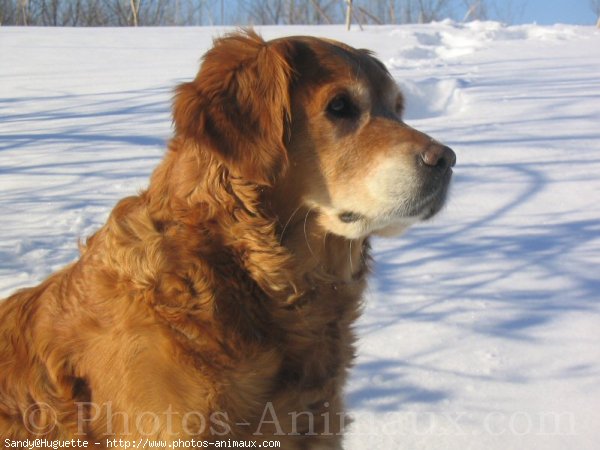 Photo de Golden retriever