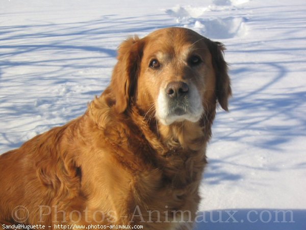 Photo de Golden retriever