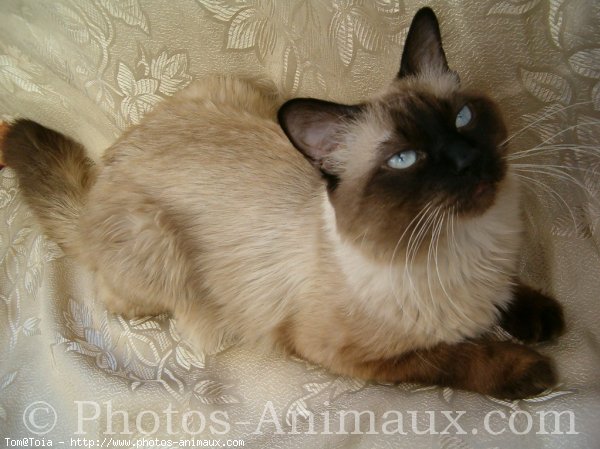 Photo de Sacr de birmanie