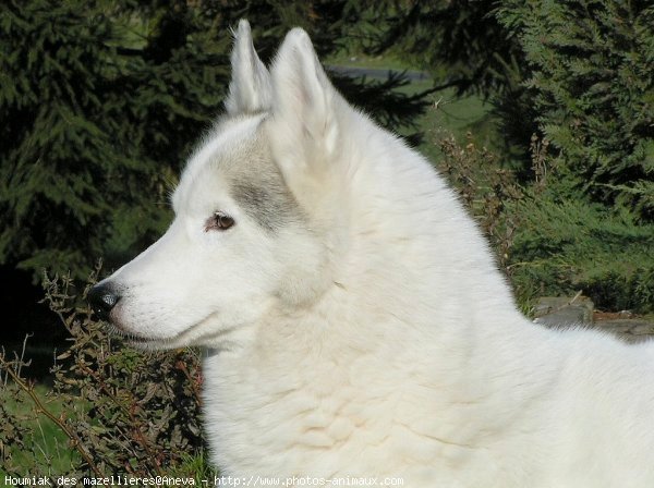 Photo de Husky siberien