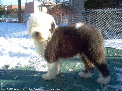 Photo de Bobtail