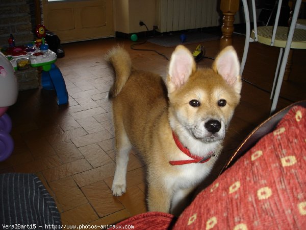 Photo d'Akita inu