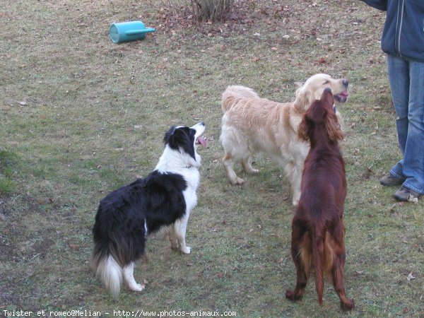 Photo de Golden retriever