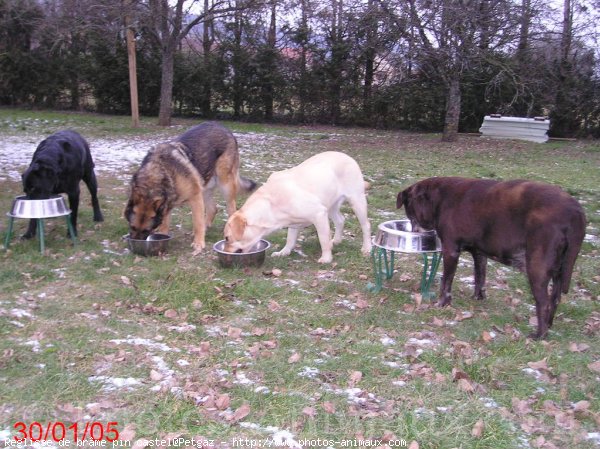 Photo de Labrador retriever