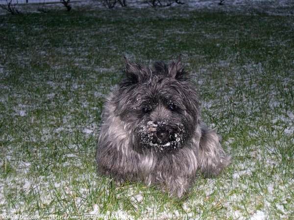 Photo de Cairn terrier