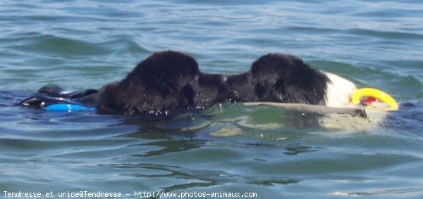 Photo de Chien de terre-neuve