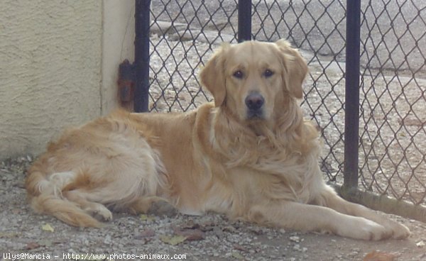 Photo de Golden retriever