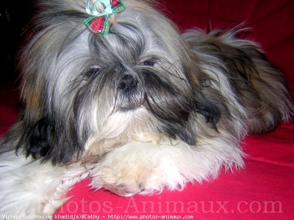 Photo de Shih tzu