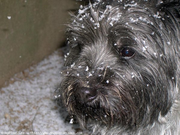 Photo de Cairn terrier