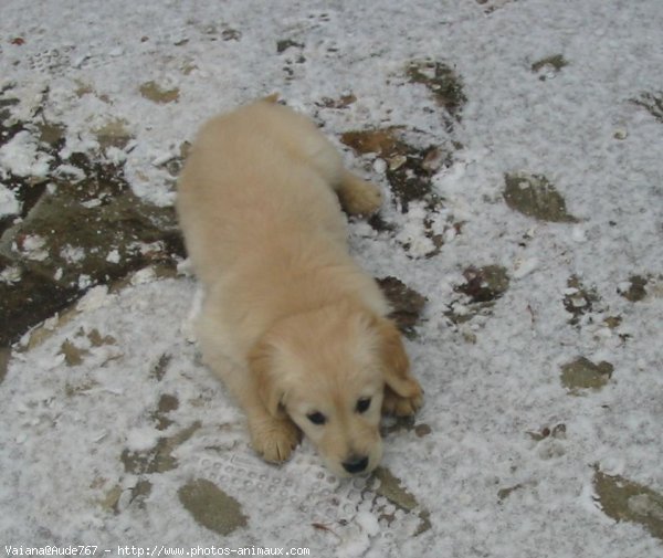 Photo de Golden retriever