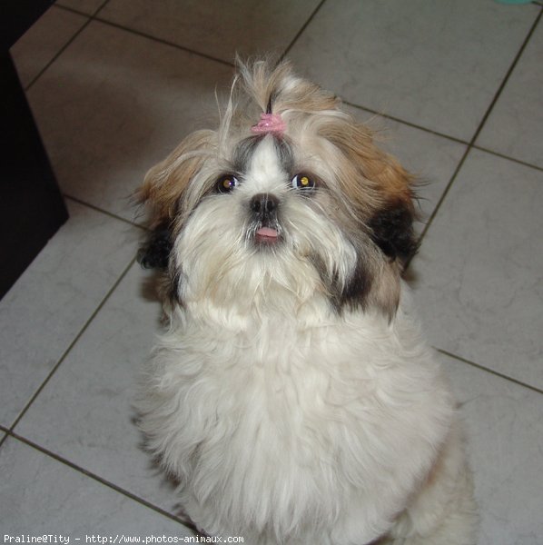 Photo de Shih tzu