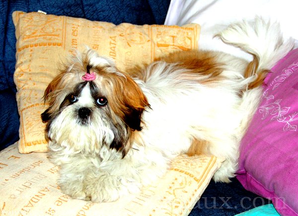 Photo de Shih tzu