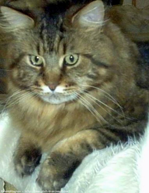 Photo de Maine coon