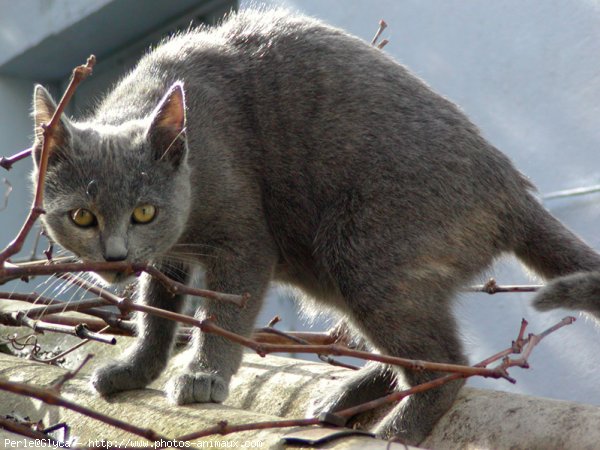 Photo de Chat domestique