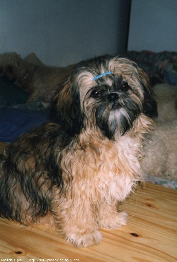 Photo de Shih tzu