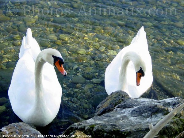 Photo de Cygne