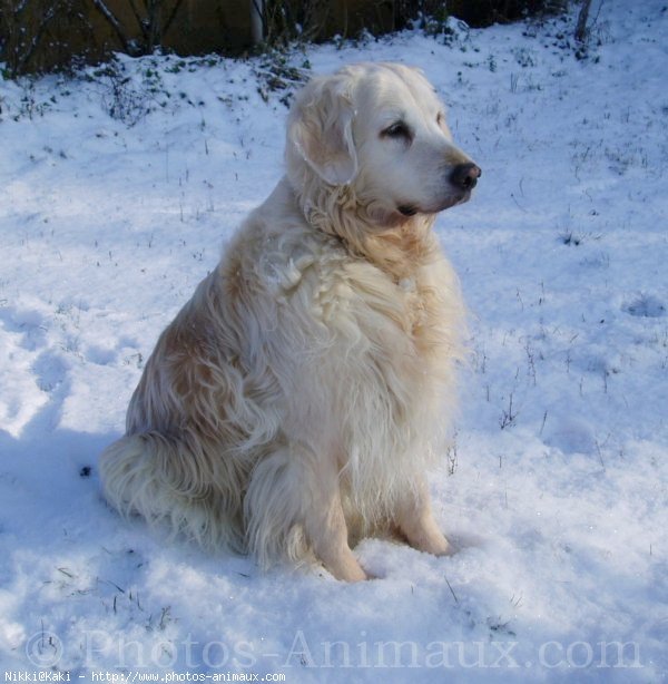 Photo de Golden retriever